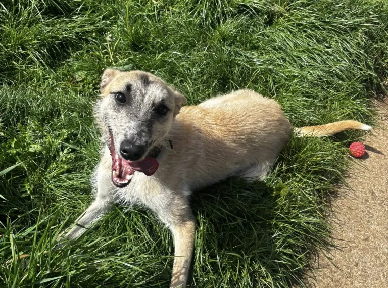Kiwi, a 3 years old male Lurcher available for adoption from Bath Cats & Dogs Home in Somerset