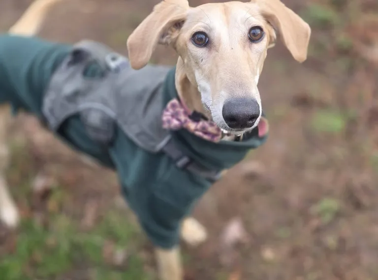 Babs, a 2 years old female Lurcher available for adoption from Bath Cats & Dogs Home in Somerset