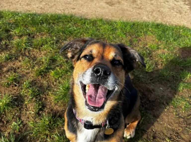 Maguire, a 8 years old male Pembroke Welsh Corgi available for adoption from Bath Cats & Dogs Home in Somerset