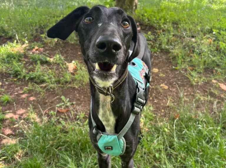 Bernard, a 2 years old male Lurcher available for adoption from Bath Cats & Dogs Home in Somerset