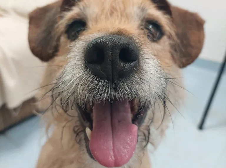 Evie, a 7 years old female Soft Coated Wheaten Terrier available for adoption from Bath Cats & Dogs Home in Somerset