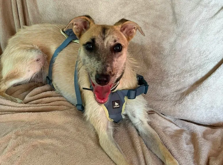 Kiwi, a 3 years old male Lurcher available for adoption from Bath Cats & Dogs Home in Somerset