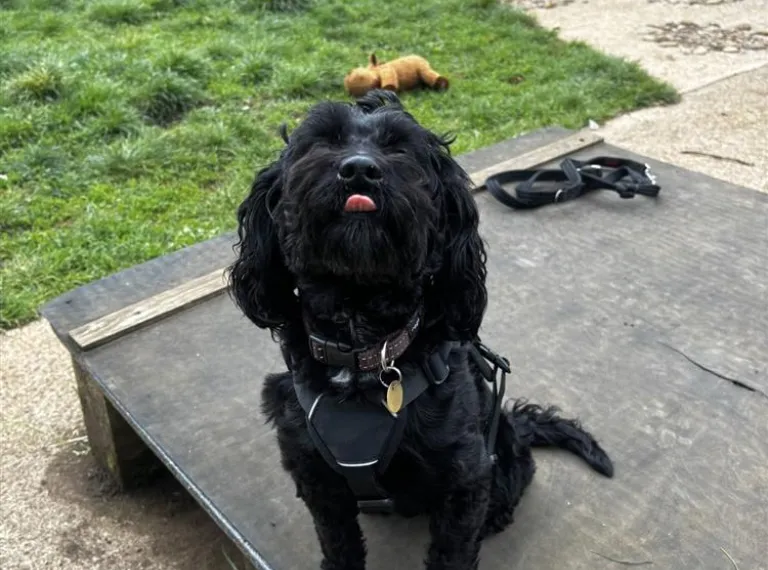 Fig, a 8 years old female Cockapoo available for adoption from Bath Cats & Dogs Home in Somerset