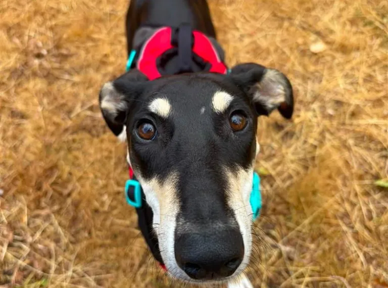 Pixel, a 3 years old male Lurcher available for adoption from Bath Cats & Dogs Home in Somerset