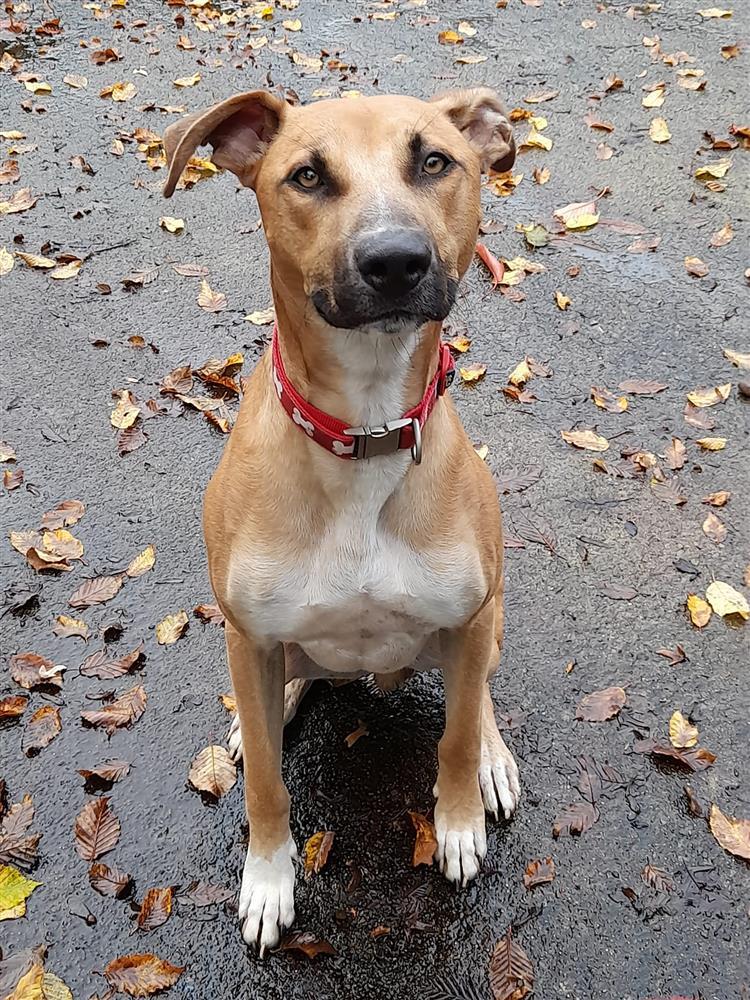 Chance Bath Cats & Dogs Home