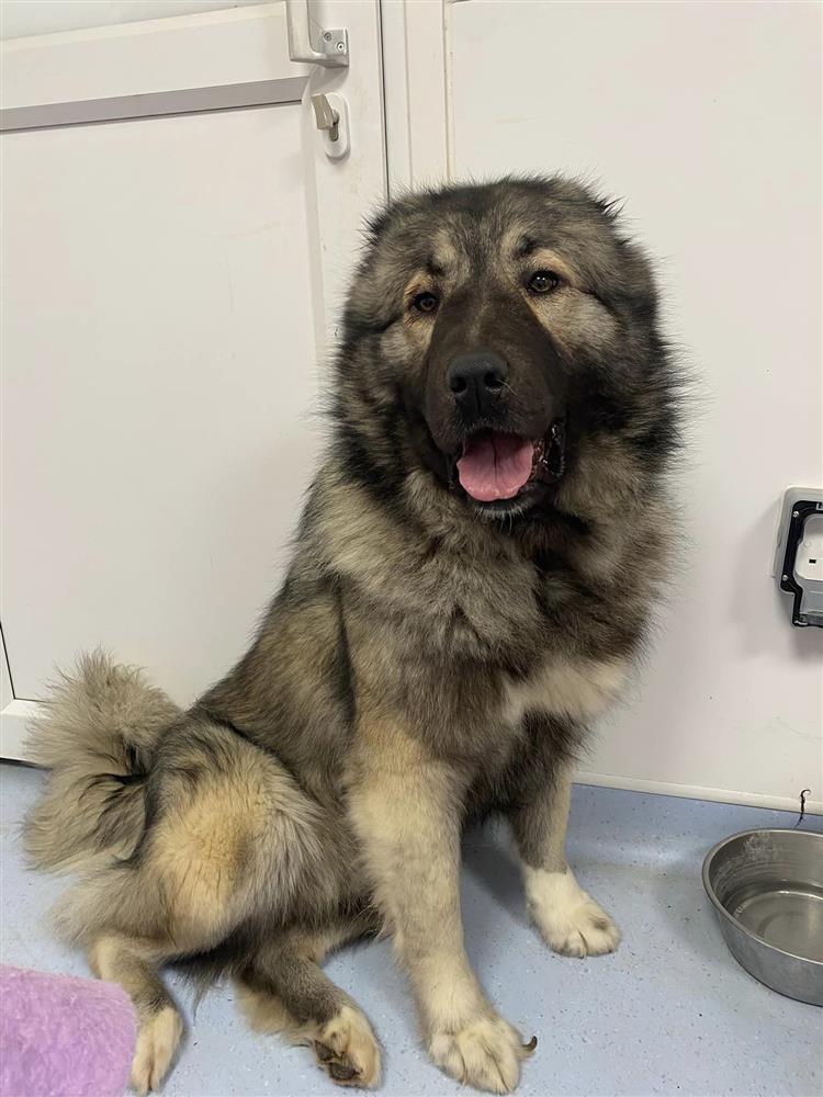 Willow Bath Cats & Dogs Home