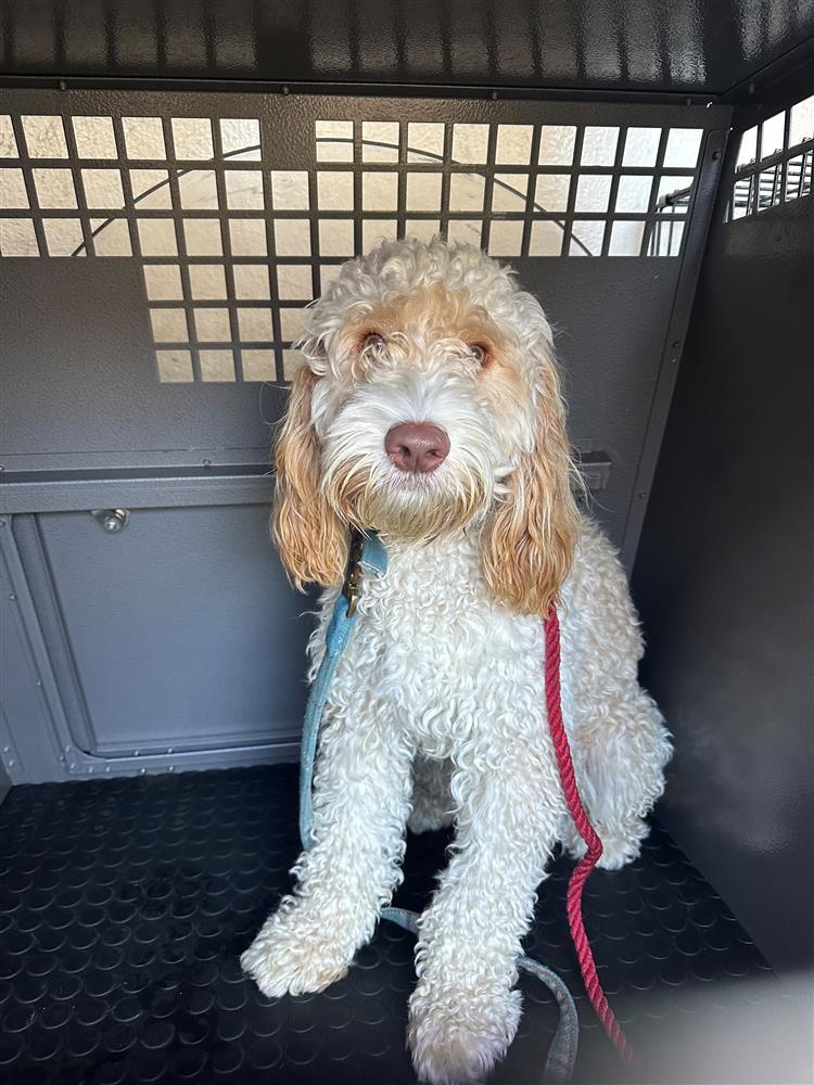 Noddy Bath Cats & Dogs Home