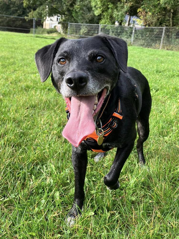 Benji Bath Cats & Dogs Home