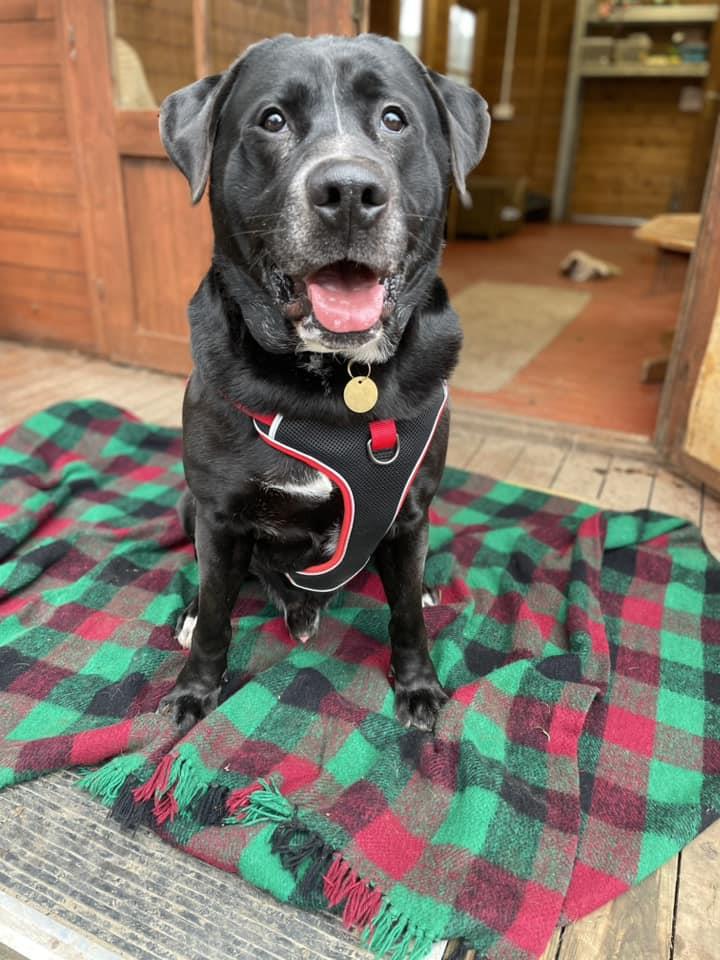 Figgy Bath Cats & Dogs Home