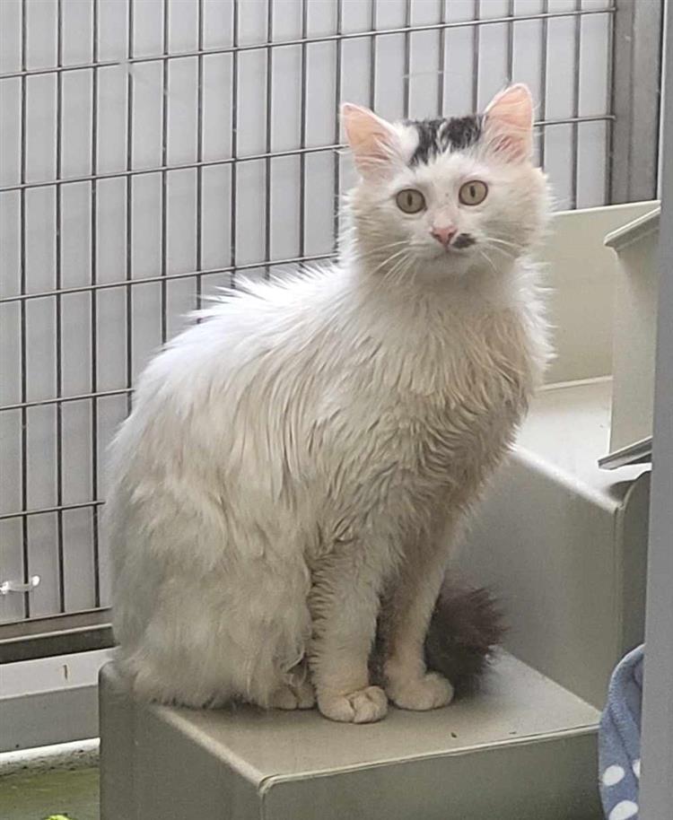 Furby Bath Cats & Dogs Home