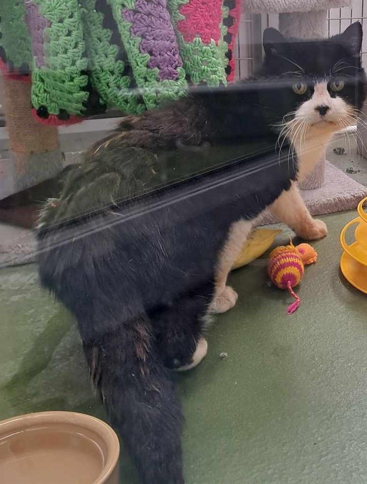 Buttons Bath Cats & Dogs Home