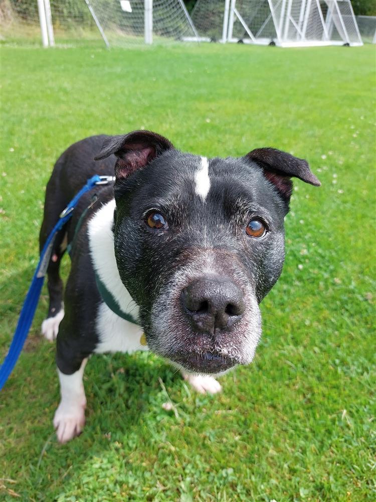 Marley Bath Cats & Dogs Home