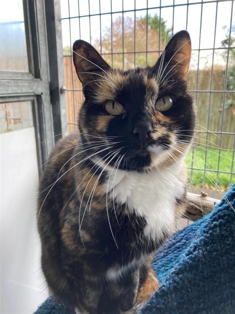 Iris Bath Cats & Dogs Home