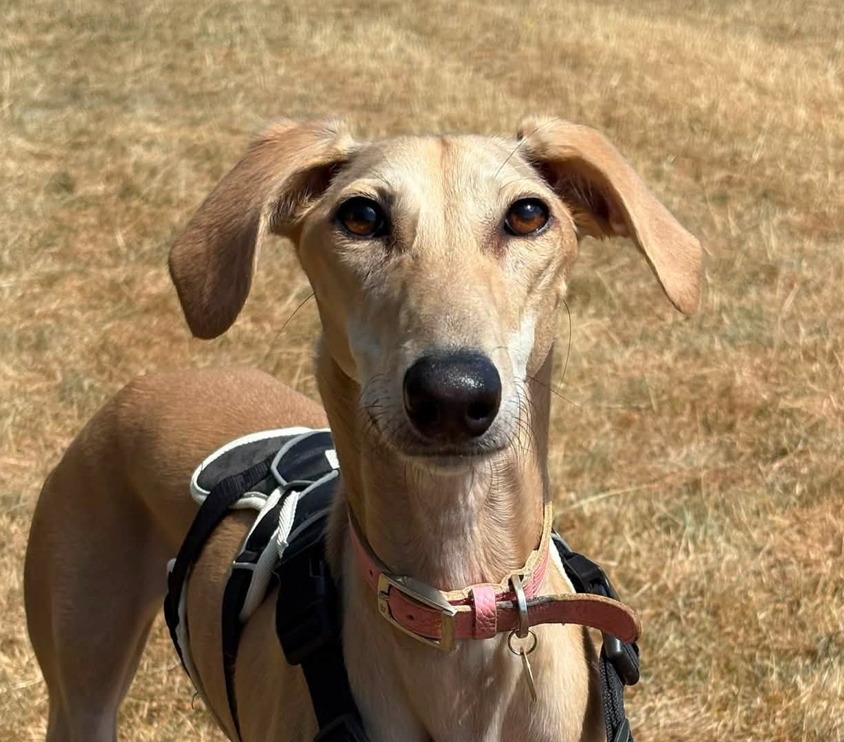 Babs, a 3 years old female Lurcher available for adoption from Bath Cats & Dogs Home in Somerset