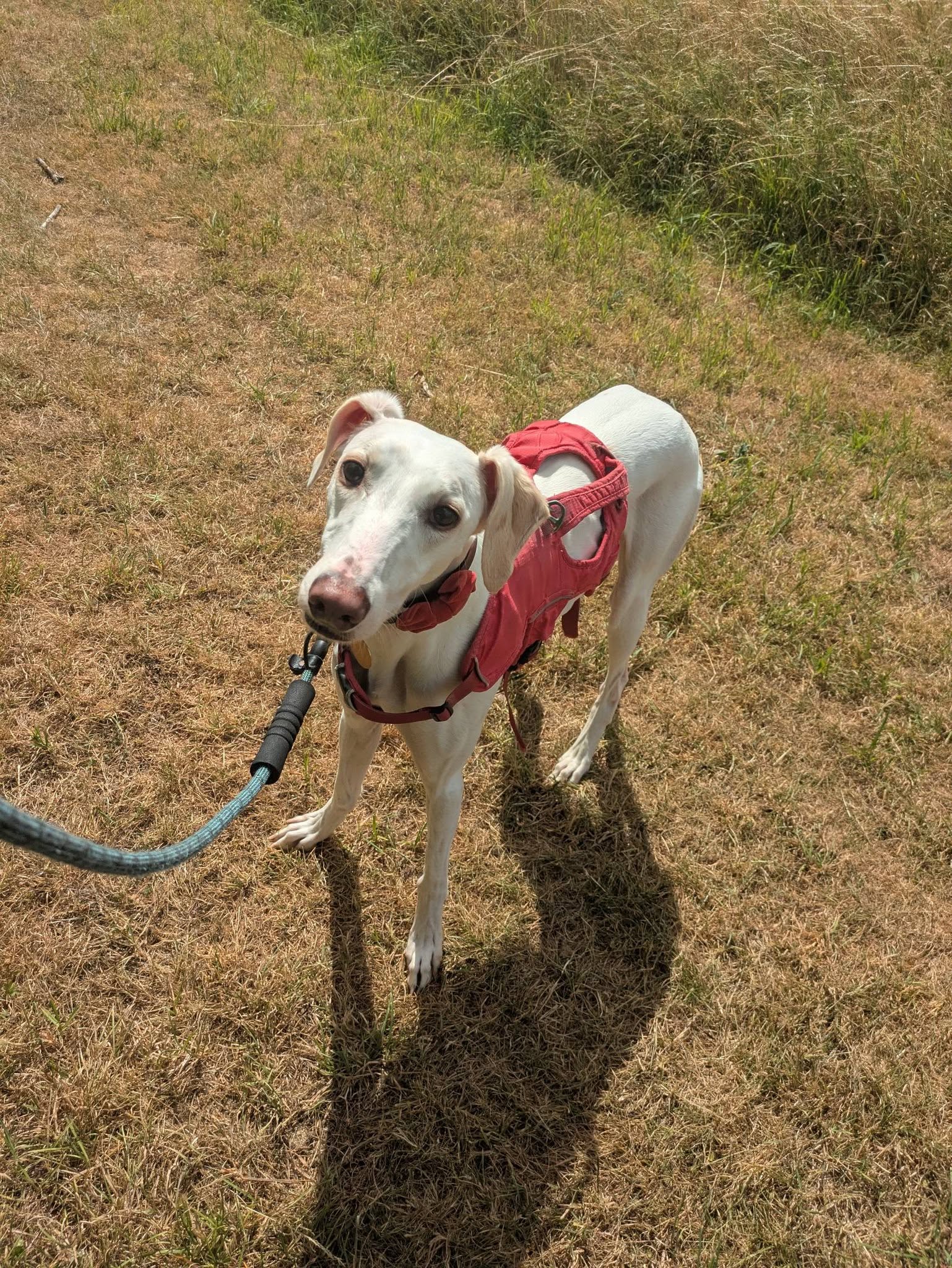 Oolong, a 4 years old male Lurcher available for adoption from Bath Cats & Dogs Home in Somerset