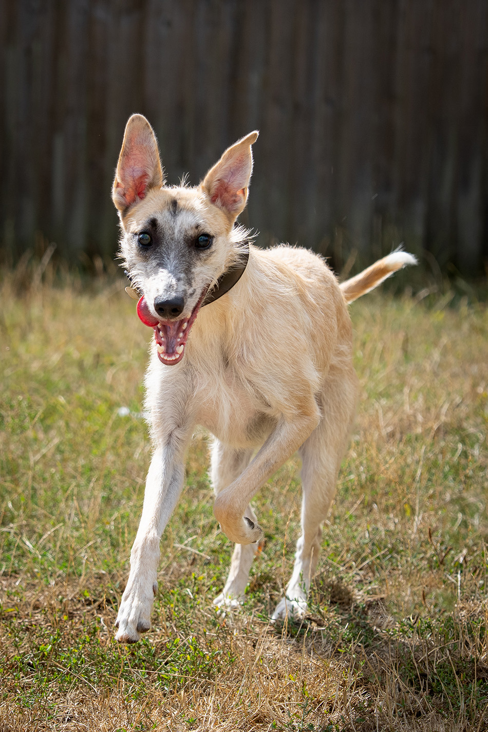 Kiwi, a 3 years old male Lurcher available for adoption from Bath Cats & Dogs Home in Somerset