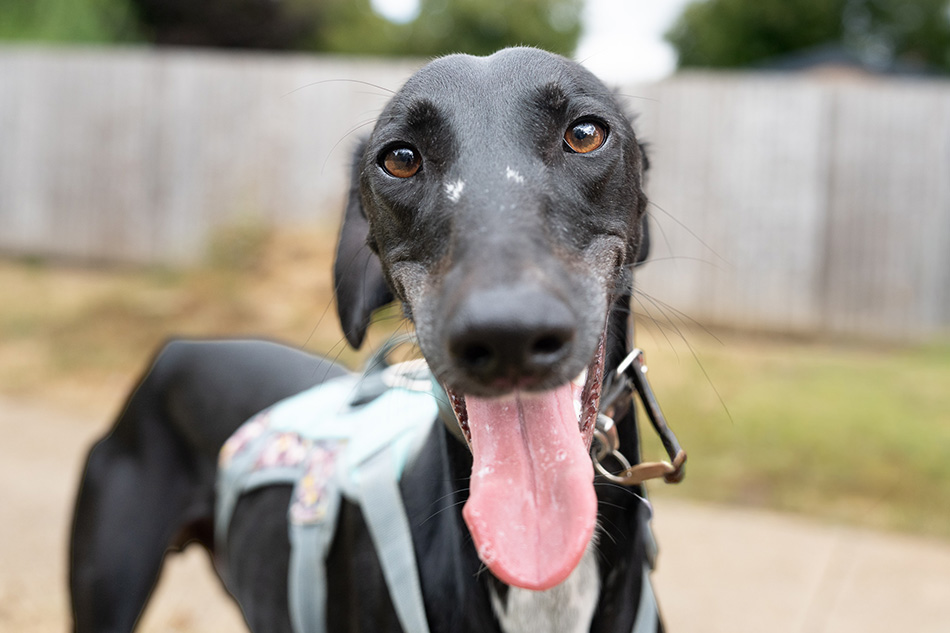 Bernard, a 2 years old male Lurcher available for adoption from Bath Cats & Dogs Home in Somerset