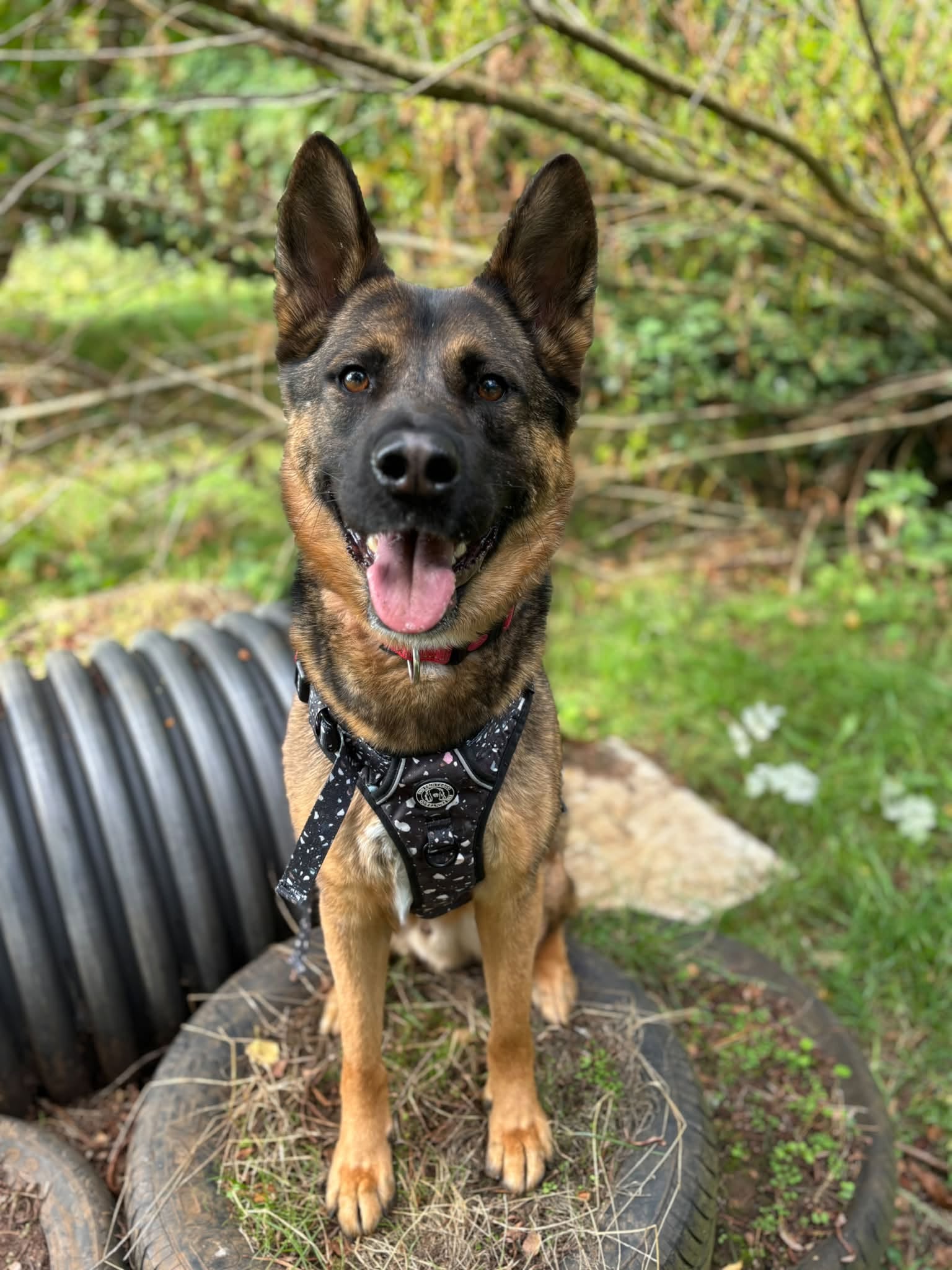 Kurt, a 4 years old male German Shepherd available for adoption from Bath Cats & Dogs Home in Somerset