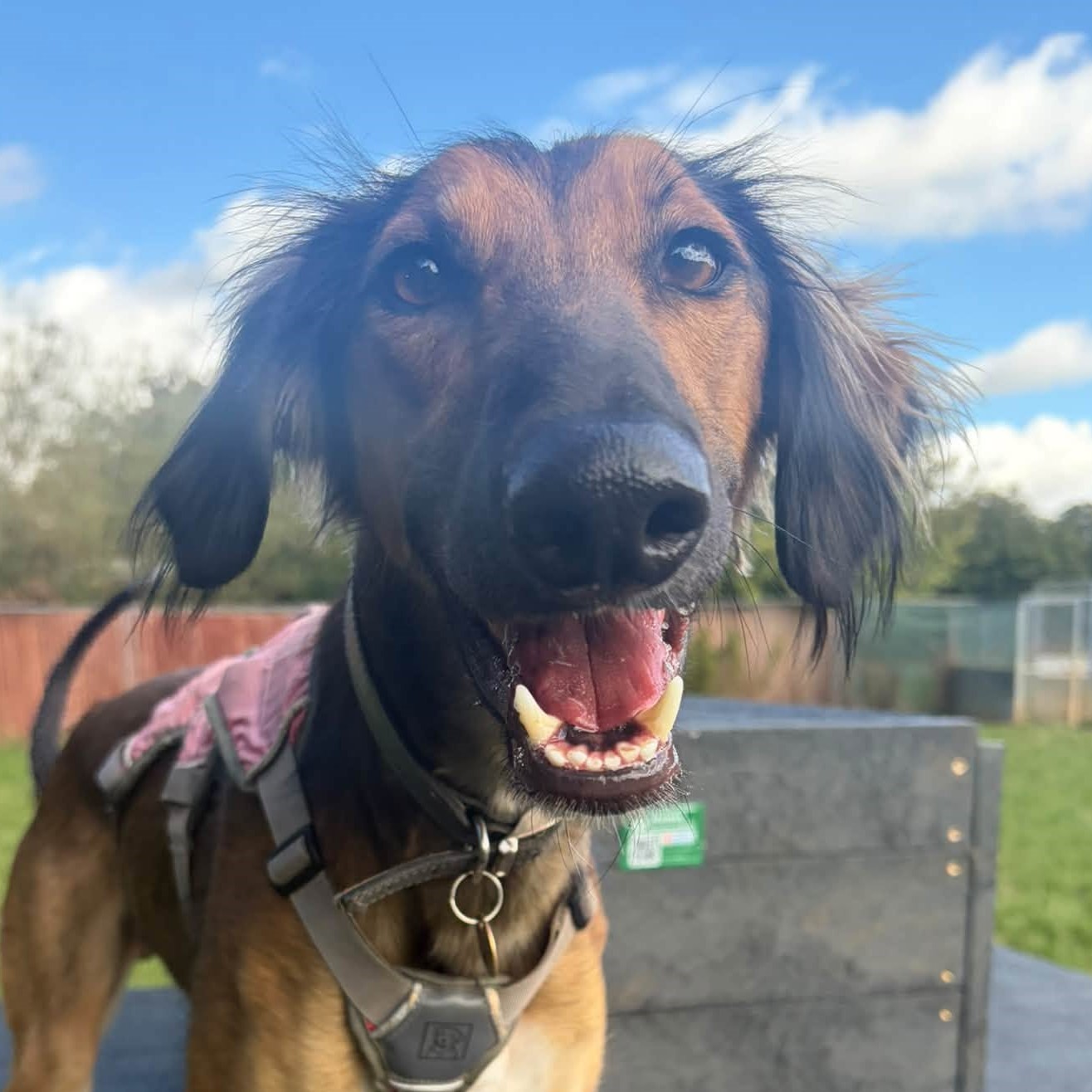 Bobby, a 4 years old male Saluki available for adoption from Bath Cats & Dogs Home in Somerset