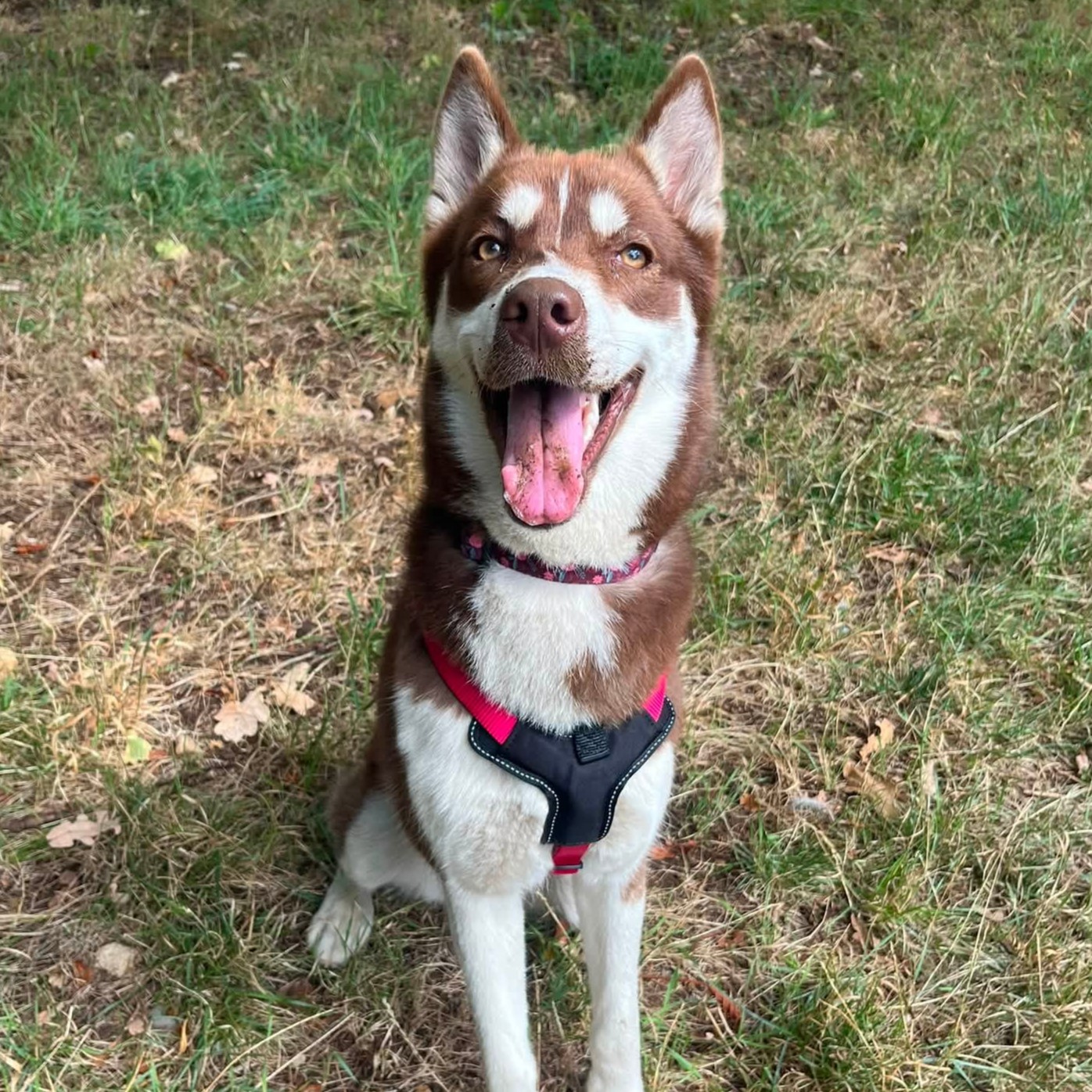 Kathy, a 11 months old female Siberian Husky available for adoption from Bath Cats & Dogs Home in Somerset