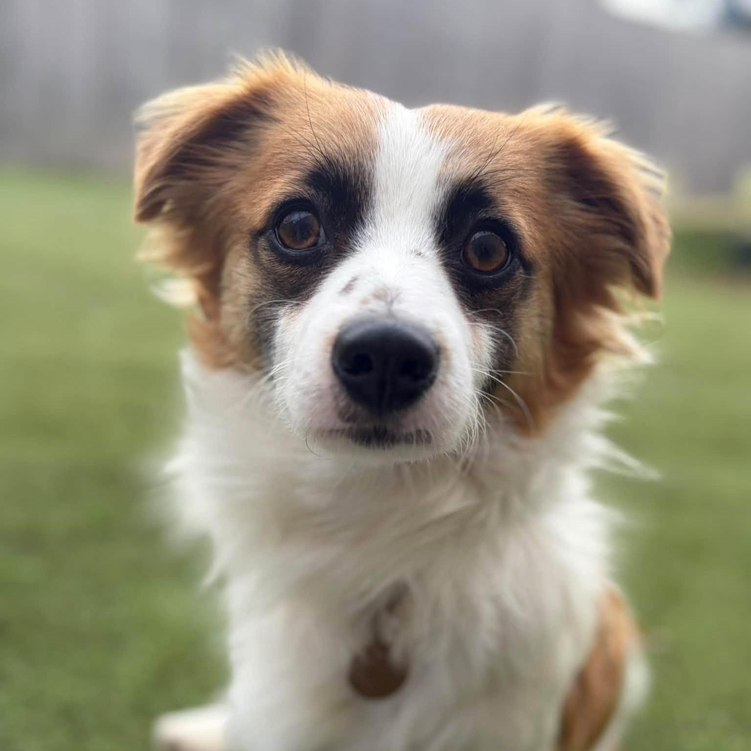 George, a 2 years old male Papillon available for adoption from Bath Cats & Dogs Home in Somerset