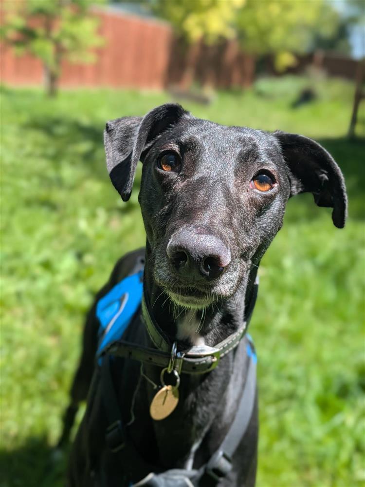 Earl, a 3 years old male Lurcher available for adoption from Bath Cats & Dogs Home in Somerset