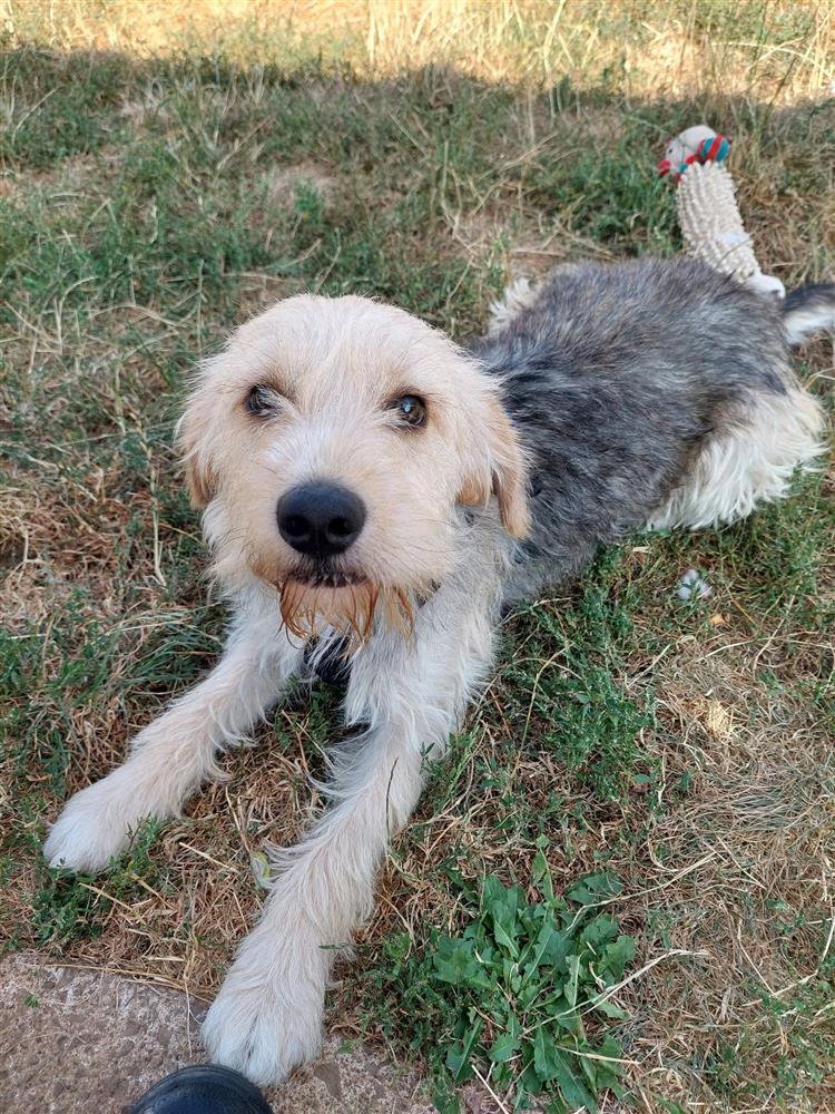 Marvin, a 3 years old male Soft Coated Wheaten Terrier available for adoption from Bath Cats & Dogs Home in Somerset