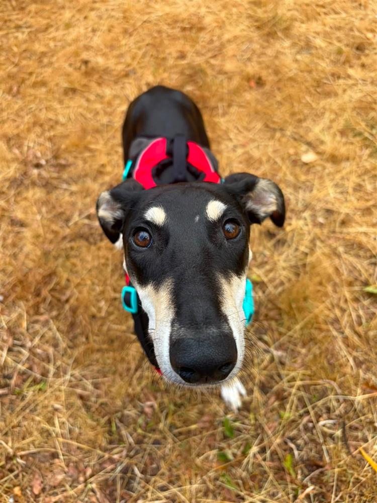 Angus, a 10 months old male Lurcher available for adoption from Bath Cats & Dogs Home in Somerset