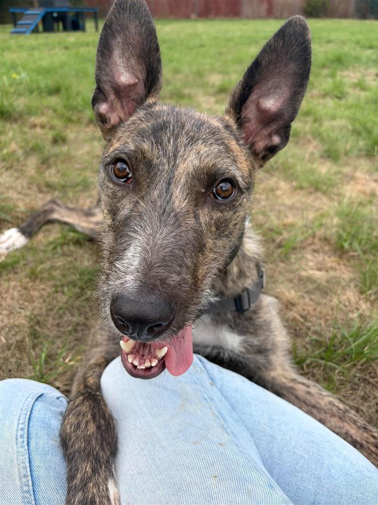 Bagheera, a 2 years old male Lurcher available for adoption from Bath Cats & Dogs Home in Somerset