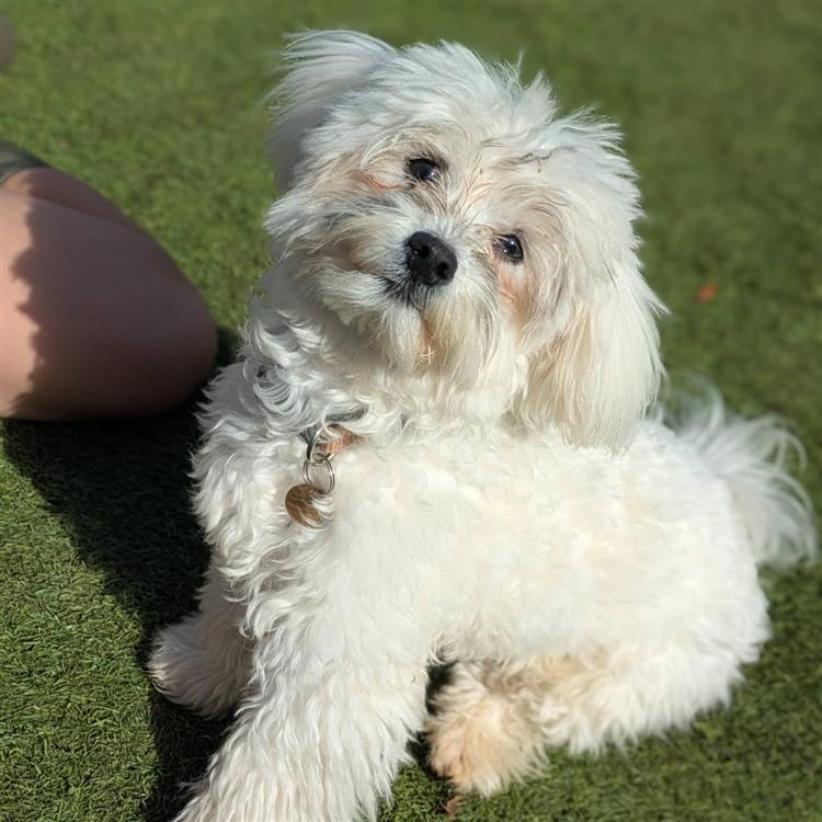 Oscar, a 7 months old male Soft Coated Wheaten Terrier available for adoption from Bath Cats & Dogs Home in Somerset