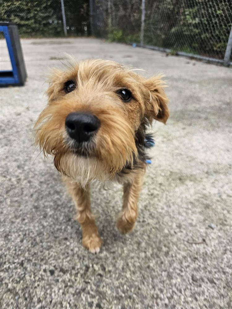 Magenta, a 1 year old female Soft Coated Wheaten Terrier available for adoption from Bath Cats & Dogs Home in Somerset