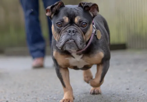 Frenchie Maggie 