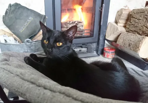 Black cat Minerva settling into her new home after being adopted