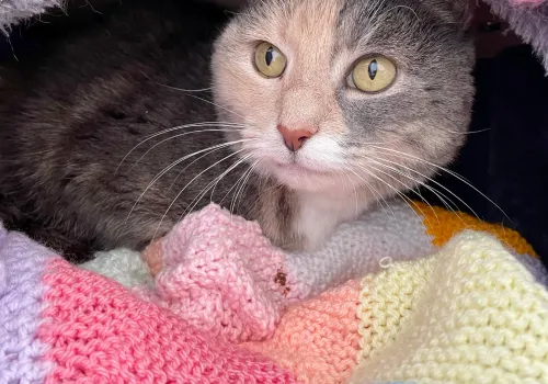 cat looking cosy and warm_RSPCA Crowdfunder