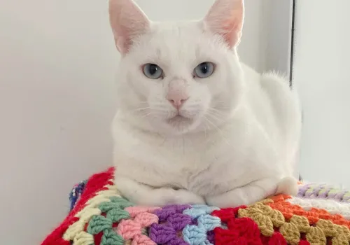white cat in cattery_Albie keeping an eye on us in the cattery
