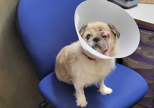Mazzie in the recovery room waiting for pick up