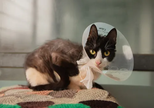 Cat Mole had alopecia caused by an allergy, making him almost bald.
