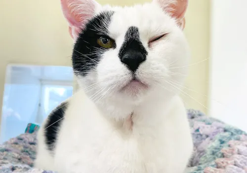 Sidney the cat with one eye closed