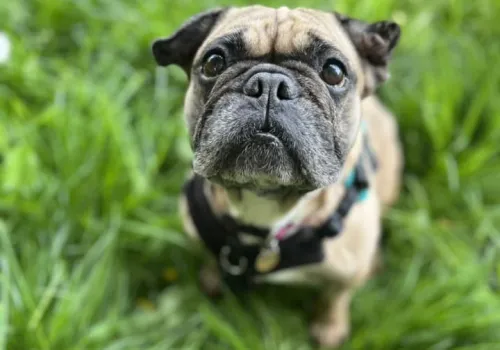 French Bulldog Mildred and her cauliflower ear