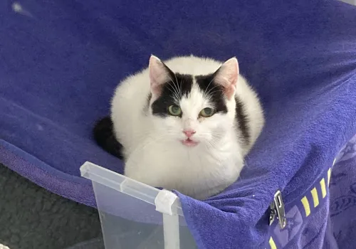 Black and white cat looking wary in a cattery