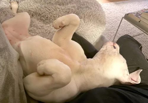 Kaya asleep in her foster home