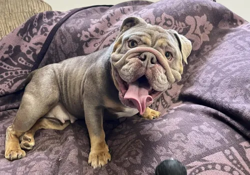 Coco the British Bulldog at Bath Cats and Dogs Home