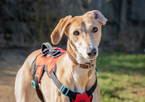 Stray lurcher Cinnamon looking at the camera