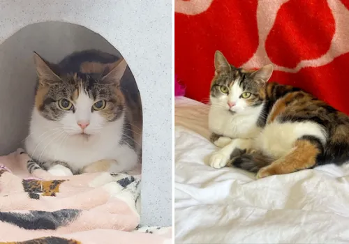 Trixie the cat, before and after