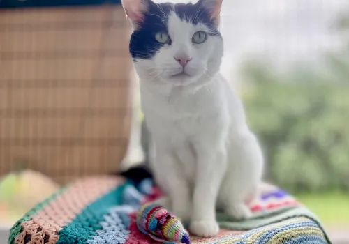 Black and white rescue cat on a multi-coloured blanket