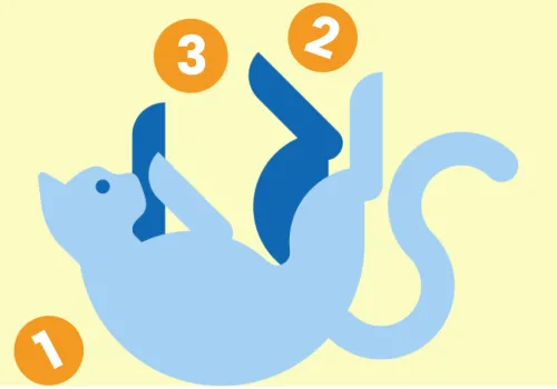 Illustration of a cat on their back playing with balls, which have numbers on them
