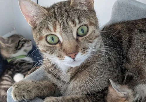 Rosalina tabby cat with six kittens in a cattery at BCDH