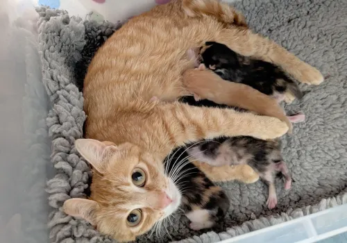 Ginger mum cat with young litter