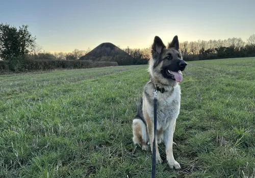 German Shepherd dog in a field