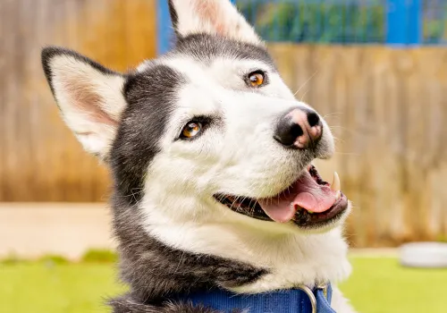 Close up of a husky type  dog smiling to camera